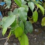 Ficus benjamina Yaprak