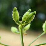 Anthriscus caucalis Fruchs