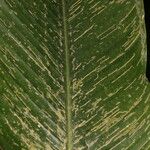 Calathea lasiostachya Hoja