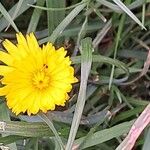 Hieracium gouanii Blüte