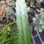 Disocactus phyllanthoides Blatt
