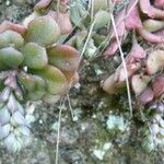 Sedum versadense Ліст