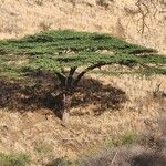 Acacia tortilis Hoja