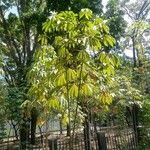 Tabebuia aurea Leaf