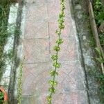 Rumex nepalensis Frucht