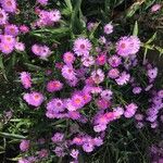 Symphyotrichum novi-belgii Flor