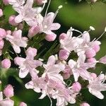 Valeriana pyrenaicaFlower