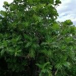 Artocarpus altilis Blad