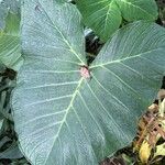 Xanthosoma taioba Hoja