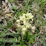 Orchis provincialis Bloem