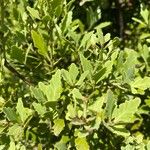 Phyllocladus aspleniifolius Hoja