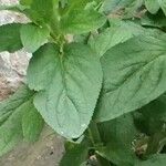 Scrophularia auriculata 葉