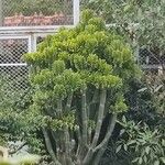 Euphorbia neriifolia Folha