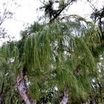 Casuarina equisetifolia Levél