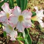 Adenium multiflorum Цвят