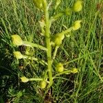 Habenaria helicoplectrum Diğer