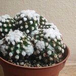 Mammillaria vetulaFulla