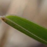 Sesleria caerulea Blad