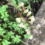 Ocimum carnosum ফুল