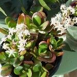 Crassula ovataHoja