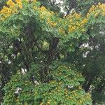 Caesalpinia pluviosa叶