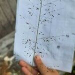 Eragrostis unioloides ফুল