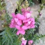 Antirrhinum australe Λουλούδι