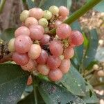 Glycosmis pentaphylla Fruit