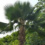 Pritchardia pacifica List