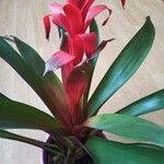 Guzmania monostachia Žiedas