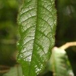 Hirtella physophora Hoja