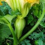 Cucurbita moschata 其他