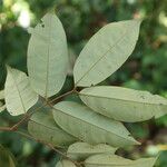 Anthonotha macrophylla Leaf