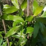 Lithraea molleoides Hoja