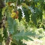 Quercus cerris Ffrwyth