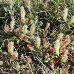 Salix glauca Blomma