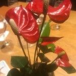 Anthurium scherzerianumКветка