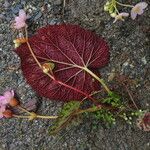 Begonia picta Агульны выгляд