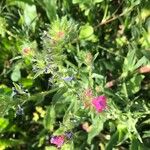 Echium creticumFlors