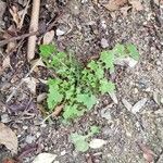 Lactuca muralis Habitus