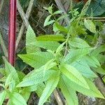 Aloysia citriodora Blad