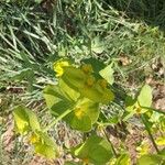 Euphorbia serrata Leaf