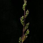 Artemisia stricta Habit