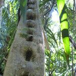 Schnella guianensis Kora