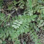 Astragalus cicer ഇല