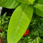 Asclepias purpurascens Leaf