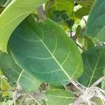 Ficus lutea Blad
