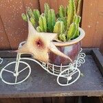 Stapelia gigantea花