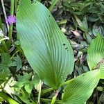 Hosta longipes Blatt