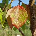 Sassafras albidum পাতা